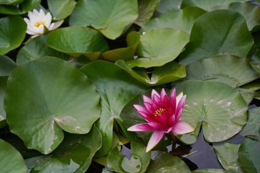 Şehir havuzunda, parkta vahşi zambaklar. Sonbahar zamanı.