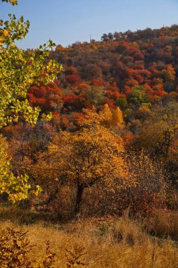 Parlak ve sulu sonbahar yaprakları. Farklı ağaçları olan dağlık bir bölge, yapraklar dökülüyor. Sihirli sonbahar.