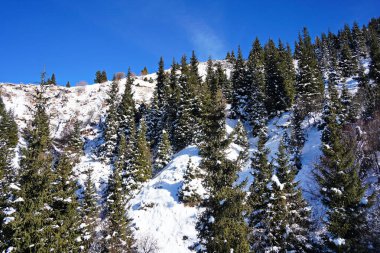 Medeo. Farklı bitki örtüleri ve köknar ağaçları olan bir dağ geçidi. İlk kar.