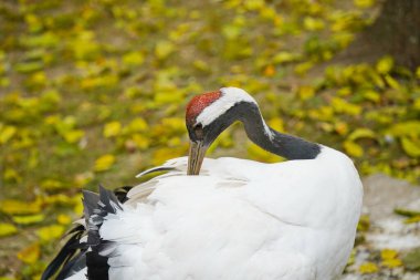 Bir vinç hayvanat bahçesindeki çitli alanda yürüyor..