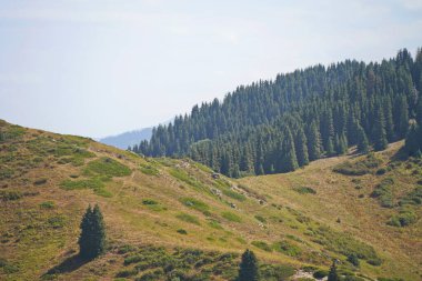 Oi-Karagai Geçidi. Farklı bitki örtüsü olan dağlık bir bölge. Ile-Alatau Milli Parkı.