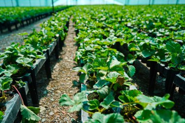 Çilek ekimi. Büyük böğürtlen serası.