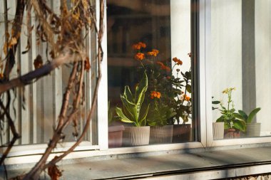 Pencere pervazında saksı çiçekleri var..
