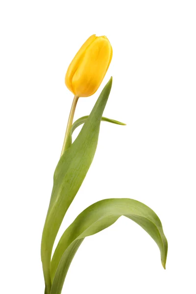 Tulipa amarela isolada — Fotografia de Stock