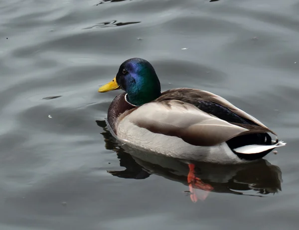 Wild male duck — Stock Photo, Image