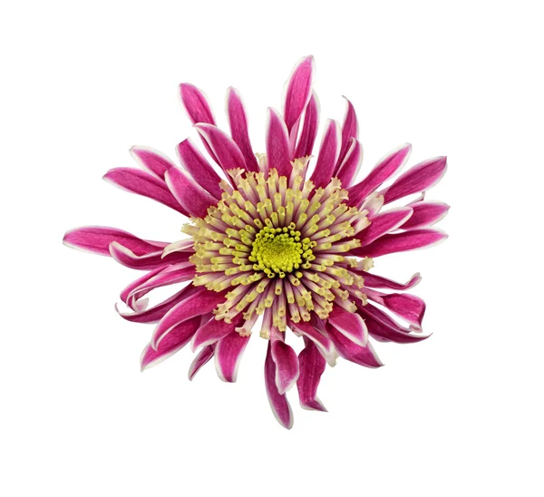 紫菊のクローズ アップ ビュー — ストック写真