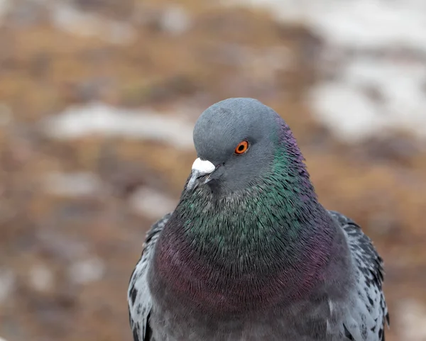 회색 비둘기의 근접 촬영 보기 — 스톡 사진