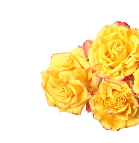 Três rosas amarelas — Fotografia de Stock
