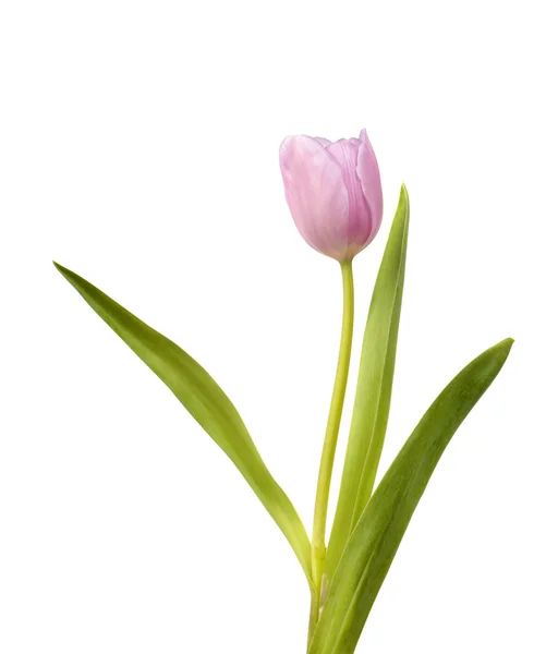 Paarse tulp geïsoleerd — Stockfoto