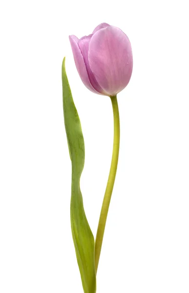 Bellissimo tulipano viola — Foto Stock