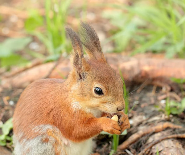 Squirrel eating the nut — Stock Photo, Image