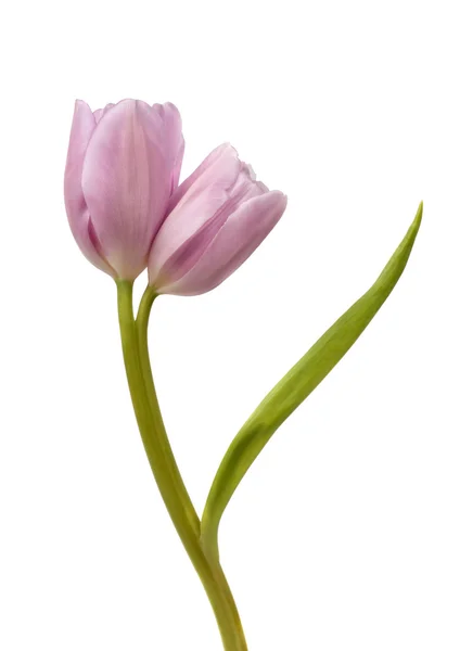 Tulipa gêmea roxa — Fotografia de Stock