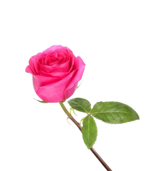 Pink rose flower Royalty Free Stock Photos