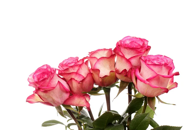 Pink roses bouquet — Stock Photo, Image