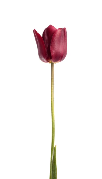 Fleur de tulipe pourpre — Photo