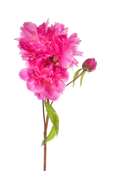 Tak van roze pioen bloemen — Stockfoto