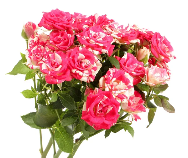 Pink roses bouquet — Stock Photo, Image