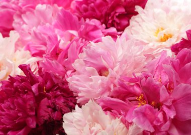 farklı renk peonies