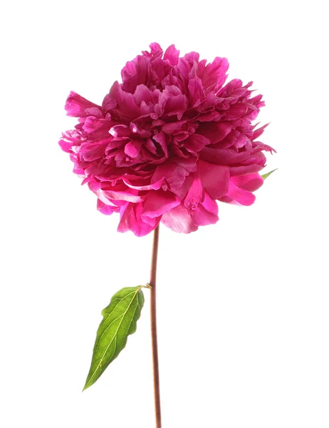 Flor de peónia roxa — Fotografia de Stock