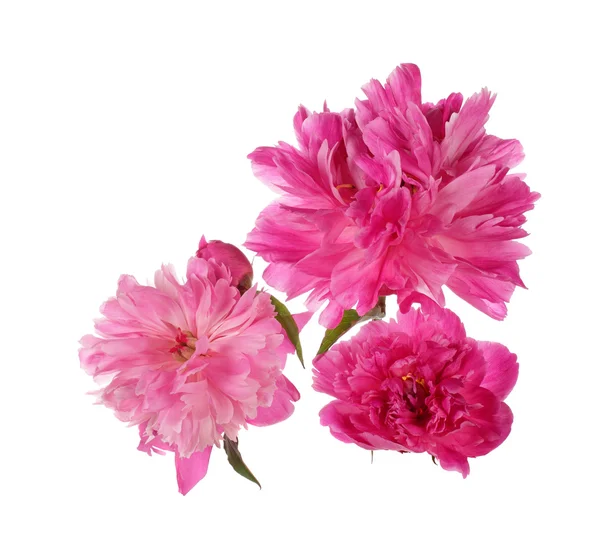 Drei rosa Pfingstrosenblüten — Stockfoto