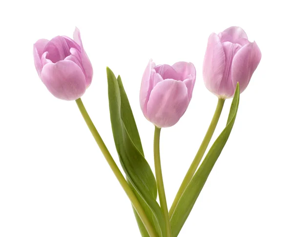 Trzy tulipany liliowy — Zdjęcie stockowe