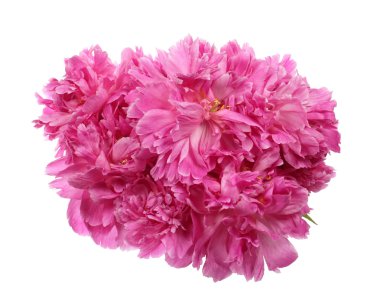 Pembe peonies buket