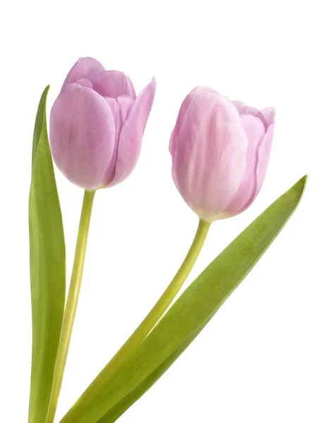 Two lilac tulips Stock Picture