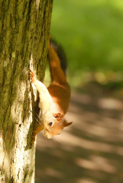 Squirrel sitting on the tree — Stock Photo, Image