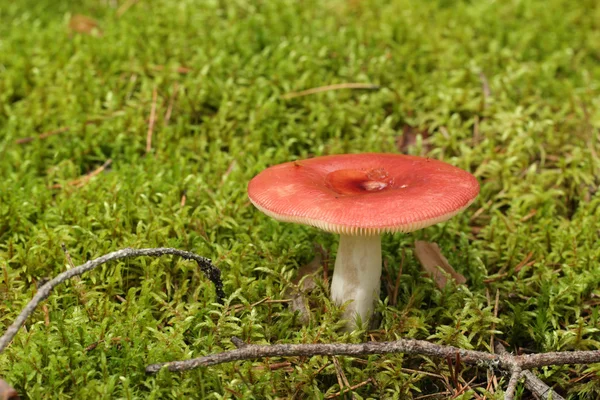 Russula con gorra roja —  Fotos de Stock