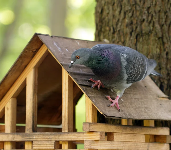 Pombo de rocha sentado no alimentador de madeira — Fotografia de Stock