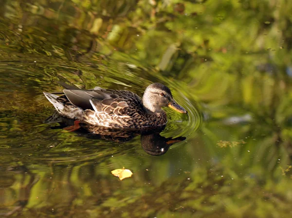 Wild female duck — Stock Photo, Image