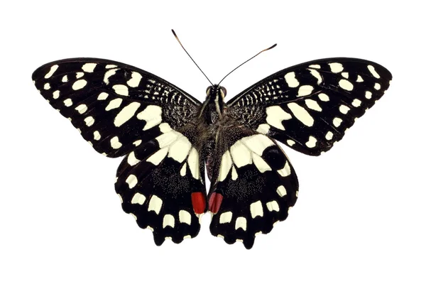 Метелик вітрильник-Папілій demoleus — стокове фото