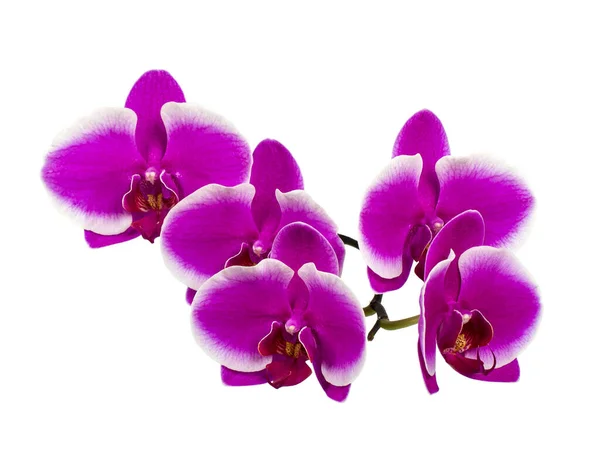 Branche Orchidée Lilas Foncé Isolée Sur Fond Blanc — Photo