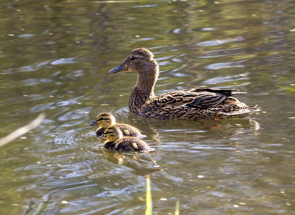 Madre Pato Con Sus Dos Patitos Pequeños Nadando Lago — Foto de Stock