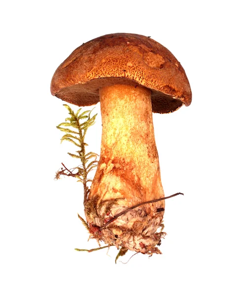 Mossiness mushroom — Stock Photo, Image