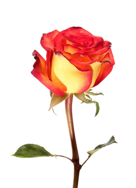Червона і жовта троянда — стокове фото