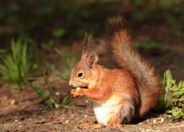 A squirrel eating the nut — Stock Photo, Image