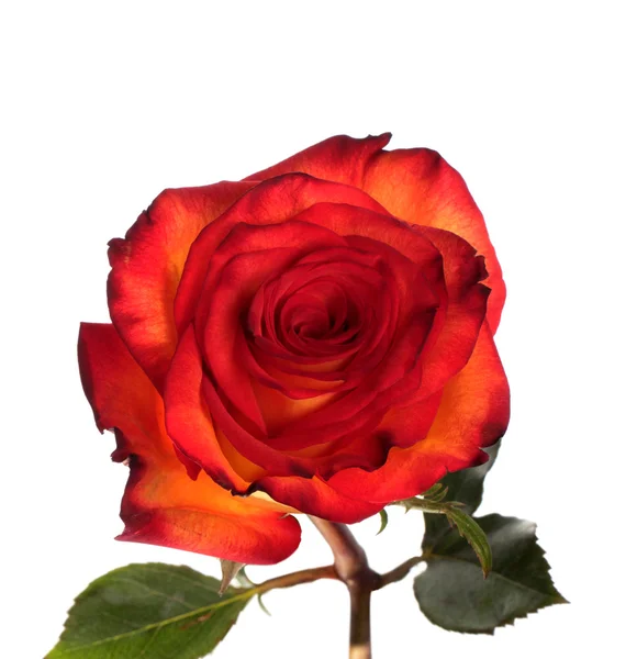 Rosa roja y amarilla — Foto de Stock