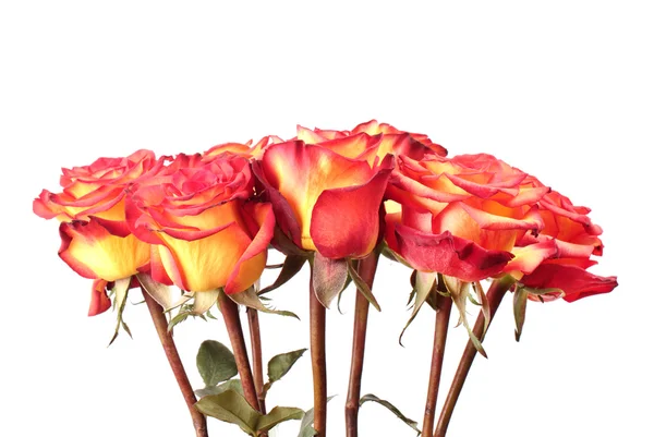 Red and yellow roses — Stock Photo, Image