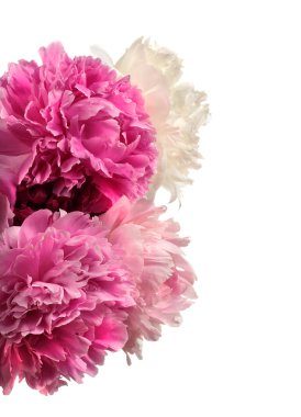 farklı renk peonies