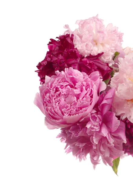 Different color peonies — Stock Photo, Image