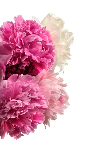 Different color peonies — Stock Photo, Image