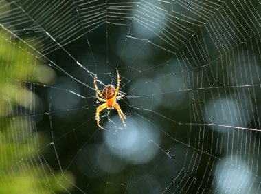 Bir örümcek closeup görünümü