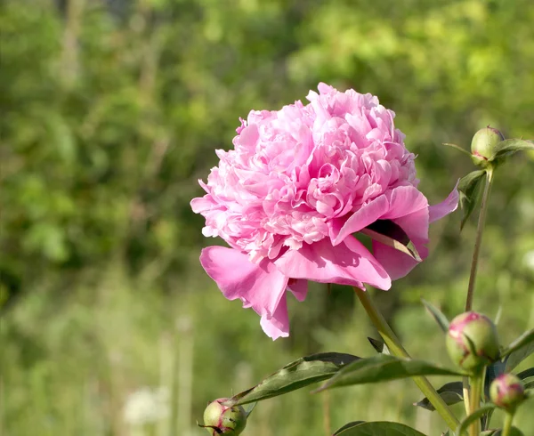 Rosa Pfingstrose — Stockfoto