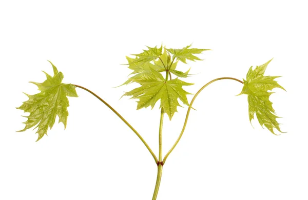 Young maple branch — Stock Photo, Image