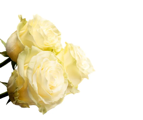 Cream roses — Stock Photo, Image