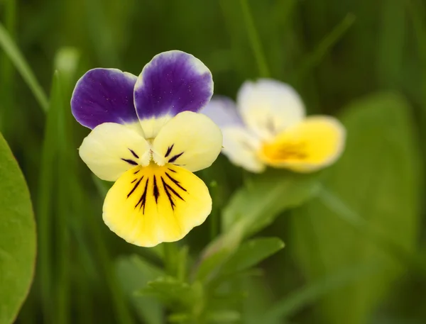 Wild pansy — Stock Photo, Image