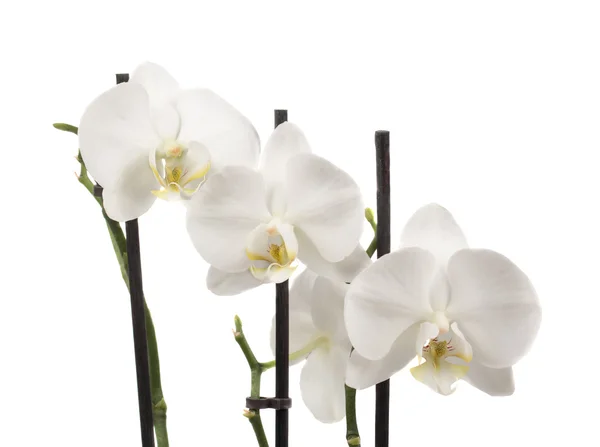 As orquídeas brancas — Fotografia de Stock