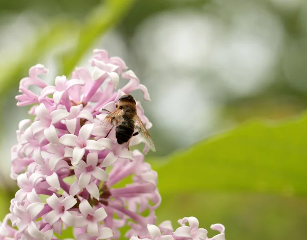 Insecte assise sur le lilas — Photo