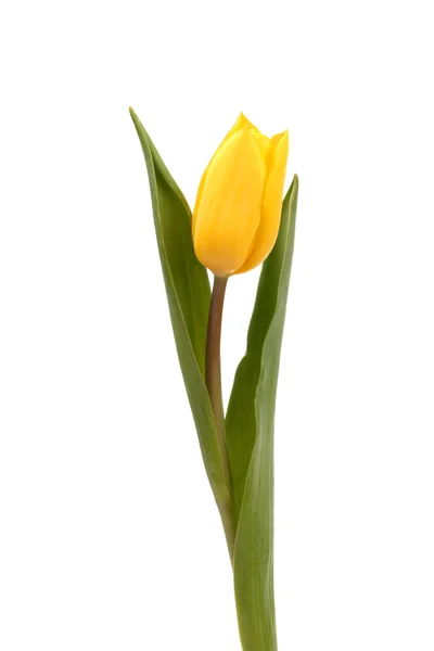 Gele tulp — Stockfoto